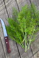 Harvested fennel on the table.