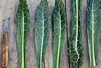 Brassica oleracea 'Nero De Toscana' - Black kale