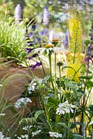 Echinacea 'White Swan'. Hampton Court Flower Show 2014. Space to Connect and Grow  Designer - Jeni Cairns with Sophie Antonelli