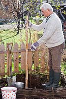 Planting plum tree in raised bed. Placing bare rooted fruit tree into a hole.