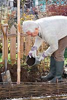 Planting plum tree in raised bed. Man adding compost in a bottom of a dug hole.