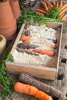 Storing Root Vegetables - Two different types of Carrots being stored in sand, within a wooden crate