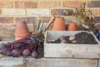 Storing Root Vegetables - Beetroot being stored in compost, within a wooden crate