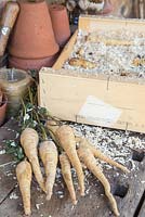 Storing Root Vegetables - Parsnips being stored in a wooden crate, covered in sawdust