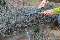 Cutting back Lavender in a raised bed