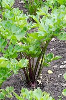 Apium graveolens var. rapaceum - Celeriac