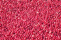 Cranberries floating in water - Get a Taste for New England Garden, RHS Hampton Court Palace Flower Show 2014