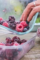 Frozen Summer Fruits. Empyting tray of frozen foraged berries into plastic containers. Featuring Blueberries - Vaccinium, Raspberries and Blackberries - Rubus fruticosus