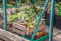 Tender plants being stored in a Greenhouse throughout the Winter months