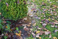 Waterlogged garden border with scattered autumnal leaves and Buxus sempervirens