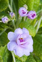 Primula vulgaris 'Lilacina'