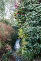 Rhododendron next to a stream with waterfall - Forde Abbey, Somerset