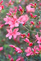 Rhododendron 'Kaempferi'