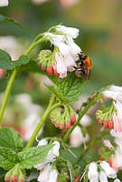 Bee on Symphytum officinale - Comfrey