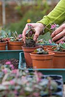 Woman potting on Sedum 'Bertram Anderson' to be stored in a greenhouse
