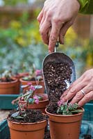 Woman potting on Sedum 'Bertram Anderson' to be stored in a greenhouse