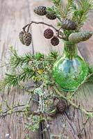 Display of Alder cones and Fir foliage in a green glass jar, accompanied with Larch foliage and Prunus with lichen