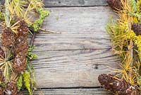 A border made up of Larch foliage, Prunus with Lichen and Moss - Bryophyta, against a wooden surface
