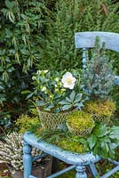 Helleborus niger 'HGC Wintergold' Helleborus Gold Collection, Picea pungens and Moss planted in wire containers, sat on a vintage blue chair with Lithocarpus foliage