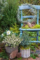 Floral display of Erica - Heather, Picea pungens, Helleborus niger 'HGC Wintergold' Helleborus Gold Collection, a Helichrysum italicum wreath and pine cones, with a vintage blue chair