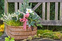 Wicker basket planted with Helleborus niger 'HGC Wintergold' Helleborus Gold Collection, Picea pungens, Erica - Heather and moss, on a garden bench