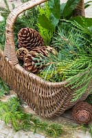 Display of Pine cones, Larch, Yew and Evergreen foliage in wicker basket