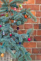 Picea pungens 'Hoopsii' in a wicker basket, decorated with various coloured glass baubles