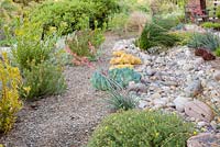 Gravel garden with Senecio mandraliscae, Sedum nussbaumerianum, Juncus acutus, Crassula nudicaulis var platyphylla, Leucadendron, Calylophus hartwegii