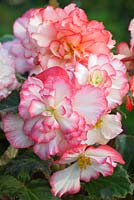 Begonia 'Nonstop Rose'