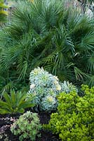 Tropical border with Cycas revoluta, Aeonium haworthii 'Kiwi', Aeonium decorum 'Sunburst', Chamaerops humilis, Gardenia