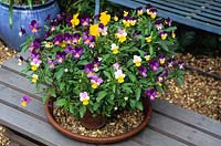 Pot of assorted violas on a bench