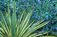 Cerinthe major 'Purpurascens' - Honeywort with Yucca gloriosa 'Variegata' AGM - Variegated Spanish dagger