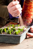 Taking leaf cuttings from Eucomis 'Sparkling Burgundy' - Pineapple lily. Adding grit