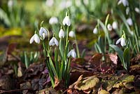 Galanthus nivalis - Snowdrops pushing through leaves at the base of the horsechestnut tree. 