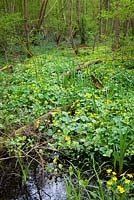 Caltha palustris - Marsh Marigolds, Kingcups growing in a wet area of woods in Kent. 