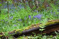 Broad Buckler-fern and bluebells. Dryopteris dilatata