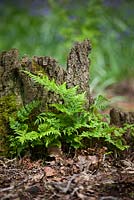 Dryopteris dilatata - Broad Buckler-fern growing wild in a woodland. 