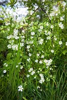 Stellaria holostea - Greater Stitchwort growing in a hedgerow. 