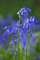 Hyacinthoides non-scripta - Bluebell growing wild in a wood.