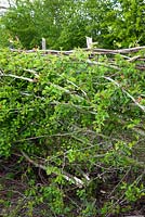Crataegus momogyna - Layered hawthorn hedge. 