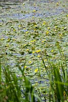 Fringed water-lily in a natural wildlife friendly pond. Nymphoides peltata