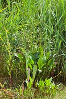 Alisma plantago-aquatica. Water-plantain. 