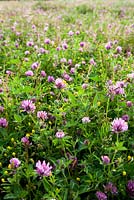 Trifolium pratense, Medicago lupulina - Red clover and Black medick in RSPB reserve at Dungeness. 