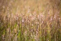 Mixed grasses in RSPB reserve, Dungeness including Yorkshire Fog grass, Perennial Rye-Grass and Soft Brome grass . Holcus lanatus, Lolium perenne, Bromus