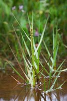 Spartina anglica - Common Cord Grass, growing wild on the salt marsh at Stiffkey, Norfolk 