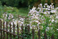 Saponaria officinalis. Soapwort. Night scented and attractive to moths