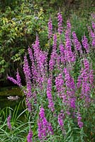 Lythrum salicaria - Purple Loosestrife growing by a canal near Stroud. 