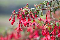 Fuchsia A cultivar of magellanica, F. 'Riccartonii' also known as F. magellanica var. macrostema, a non-seeding widespread naturalised shrub with fatter buds and wider sepals - naturalised in Cornwall as a laneside hedge. 