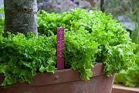 Lettuce 'Lollo Bionda' growing in a terracotta pot