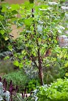 Standard blackcurrant bush